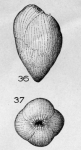 Bulimina tenuistriata Terquem Em. Le Calvez, 1950