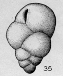 Bulimina trigona Terquem, 1882 [?Bulimina]