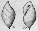 Buliminella bullina Le Calvez, 1950