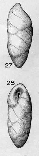 Buliminella ovula (Terquem, 1882)