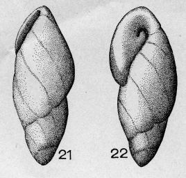Buliminella pulchra (Terquem, 1882)