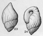 Buliminella turbinata (Terquem, 1882)