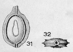 Entosolenia bicarinata (Terquem) em. Le Calvez, 1950