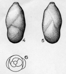 Pyrulina polita (Terquem, 1882)