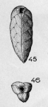 Reussella elongata (Terquem, 1882)