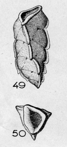 Reussella limbata (Terquem, 1882)