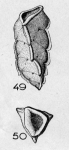 Reussella limbata (Terquem, 1882)