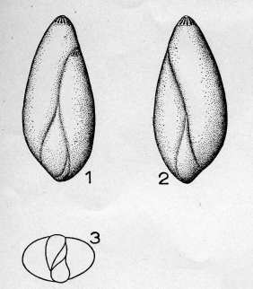Sigmomorphina amygdaloides (Reuss, 1856) Sigmomorphina amygdaloides (Reuss, 1856)