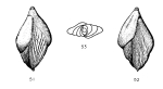 Sigmomorphina apiculata Le Calvez, 1950