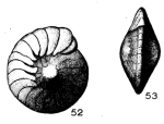 Amphistegina abrardi Le Calvez, 1952