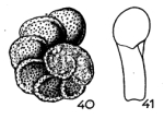 Boldia lobata (Terquem, 1882)