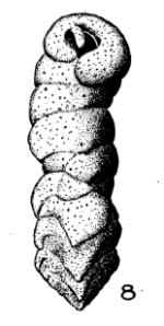 Clavulina auriculostoma Le Calvez, 1952