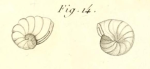 Spirolinites depressa Lamarck, 1804