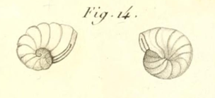 Spirolinites depressa Lamarck, 1804
