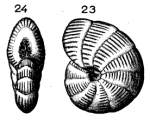 Dendritina elegans d'Orbigny, 1846