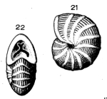 Dendritina juleana d'Orbigny, 1846