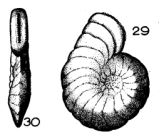 Dendritina laevigata Terquem, 1882