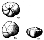 Eponides uviformis (Terquem, 1882)