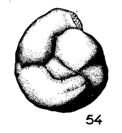 Hauerina abnormis (Terquem, 1882)