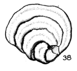 Renulina opercularia (Lamarck, 1804)