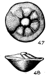 Rotalia perovalis (Terquem, 1882)