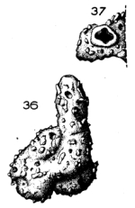 Sinzowella variabilis Le Calvez, 1952