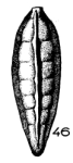 Siphogenerina sinuata (Terquem, 1882)