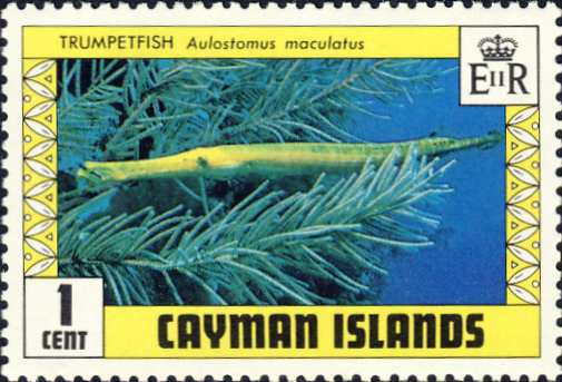 Aulostomus maculatus Aulostomus maculatus