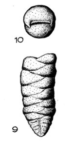 Textularia minuta Terquem, 1882