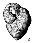 Valvulina cribrobuliminoides Le Calvez, 1952