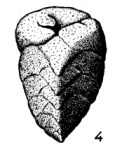 Valvulina limbata Terquem, 1882