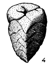 Valvulina limbata Terquem, 1882 Valvulina limbata Terquem, 1882