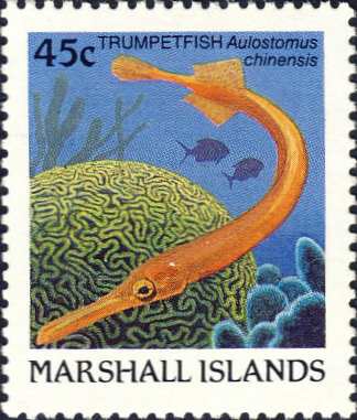 Aulostomus chinensis Aulostomus chinensis