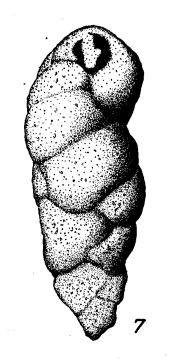 Valvulina pupa d'Orbigny, 1850