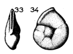 Vertebralina laevigata Terquem, 1882