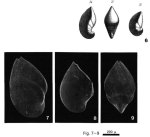 Lenticulina arcuata (d'Orbigny, 1846)