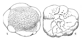 Holotype: 5, dorsal view; 6, ventral view. Type locality: Station 492-65, Alboran Sea, 176 m depth. From Colom (1958).