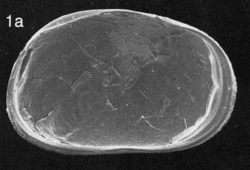 Holotype of Hemicypris bairdi Martens & Wouters, 1985