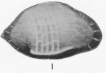 Cytheropteron lisbonense Martin, 1939