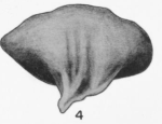 Paratype ofCytheropteron lisbonense Martin, 1939