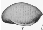 Syntype Cytheropteron variosum Martin, 1939