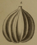 Lagena acuticosta Reuss, 1862