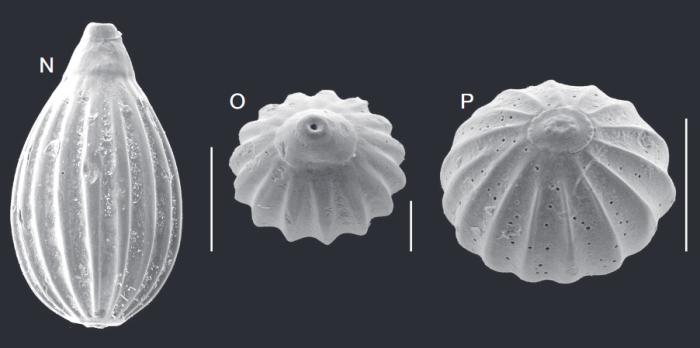 Oolina barkeri Margerel, 2016 Oolina barkeri Margerel, 2016