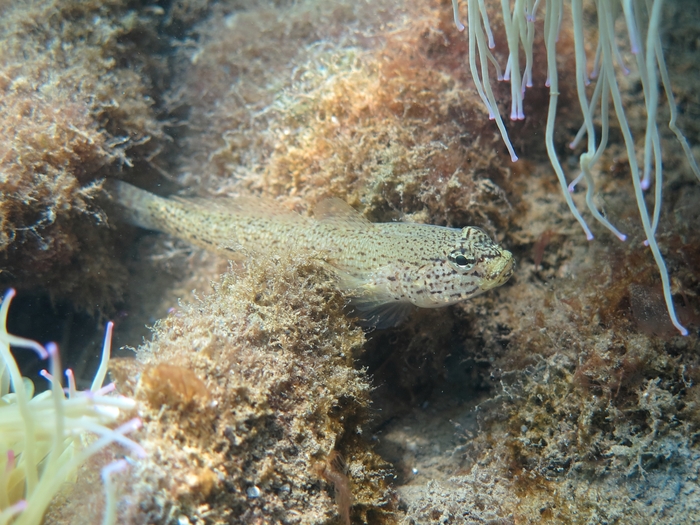 Gobius bucchichi Gobius bucchichi