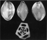 Quinqueloculina pentagona Giunta, 1954