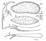 Stenocypris ceylonica Daday, 1898