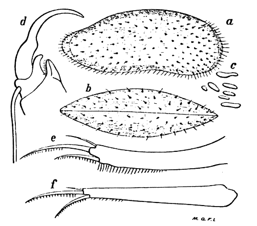 Stenocypris ceylonica Daday, 1898