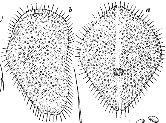 Cypris granulata Daday, 1898