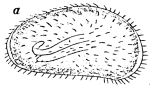 Cypricercus reticulatus Daday, 1898 