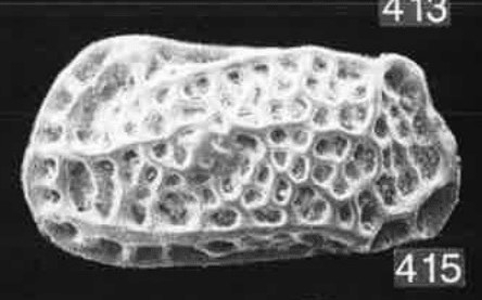 Bradleya kenmckenziei - Yassini & Jones, 1995 - holotype - original description